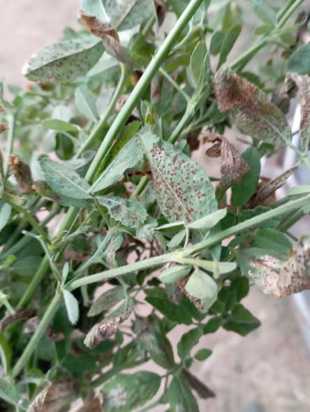 برسيم حجازى علاجه ايه